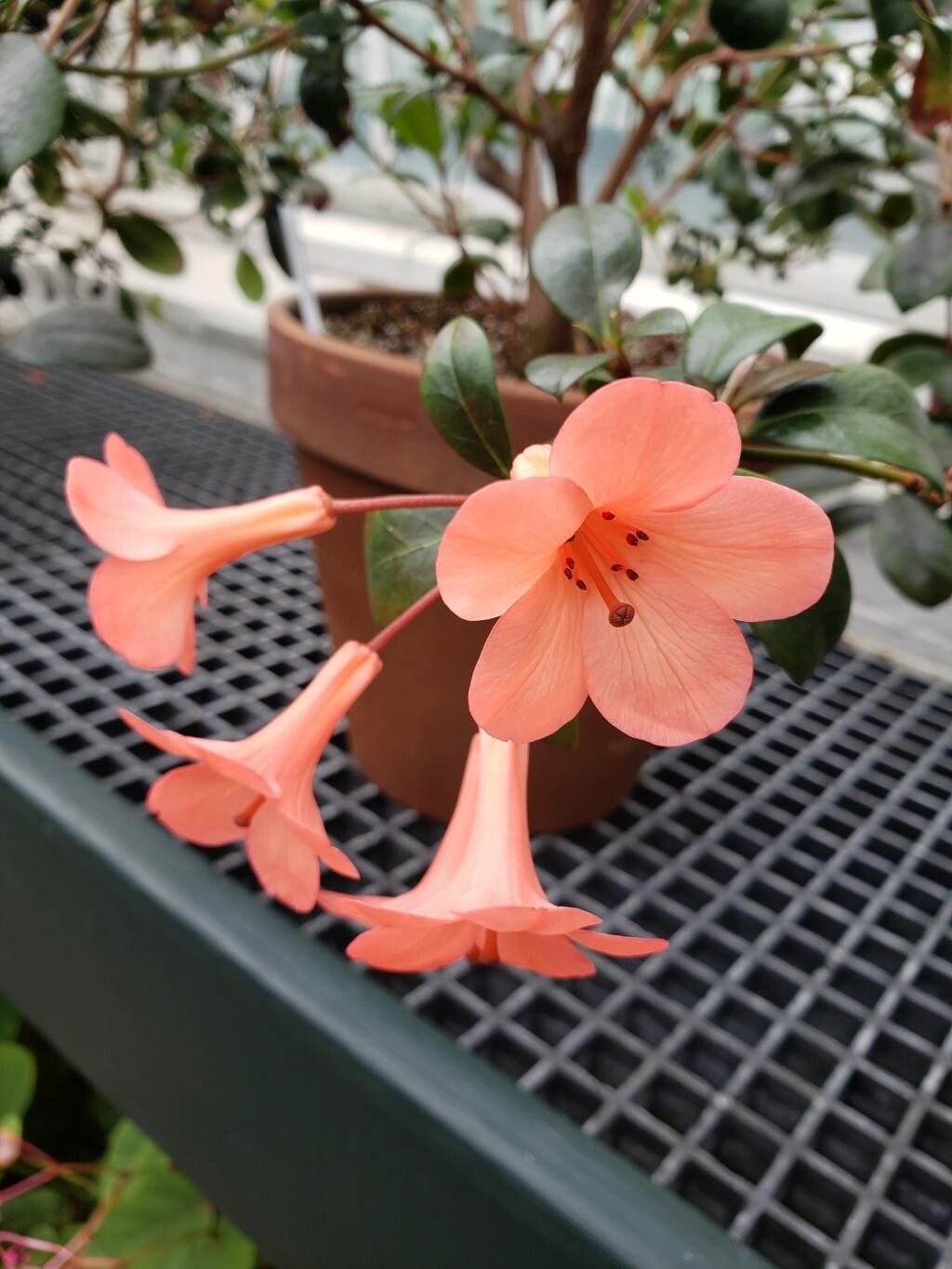 Rhododendron lochiae flower