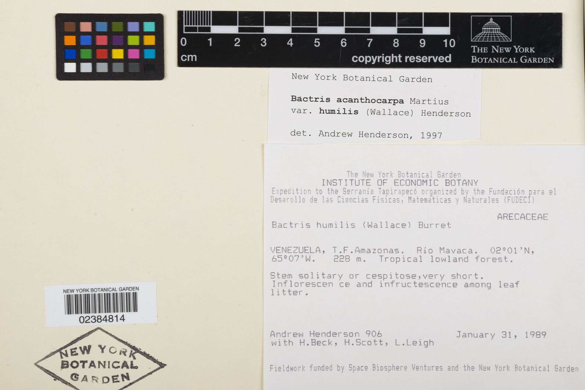 Bactris acanthocarpa flower