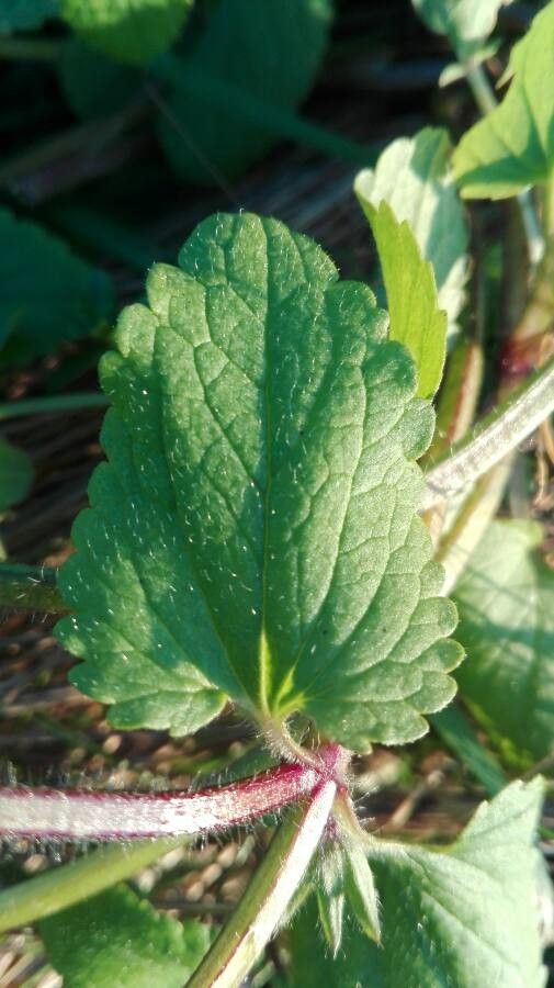 Stachys arvensis — search result for 'Stachys'