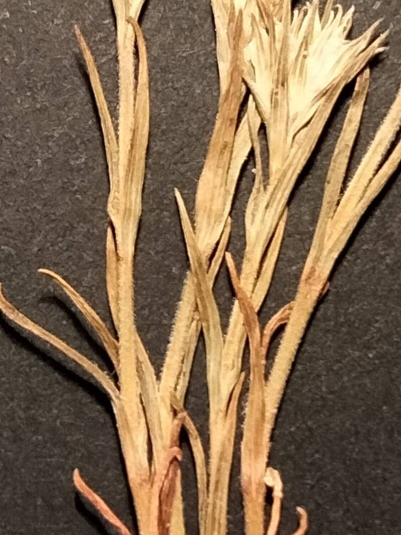 Minuartia hamata — houseplant care guide