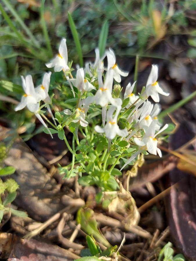 Linaria triphylla habit