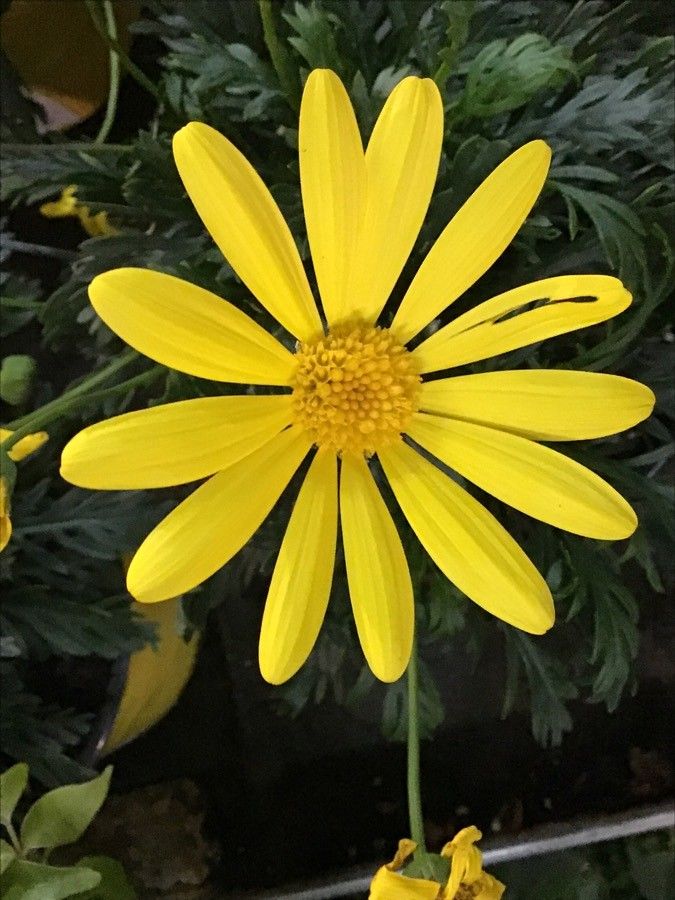 Euryops chrysanthemoides flower