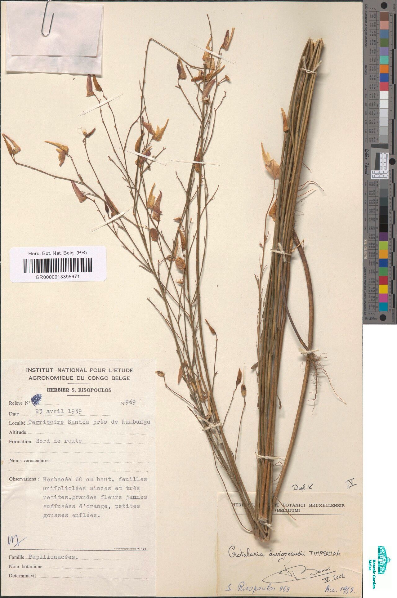 Crotalaria duvigneaudii — houseplant care guide