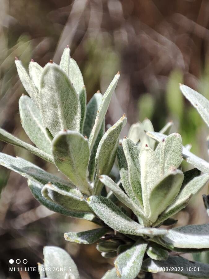 Diplostephium schultzii leaf