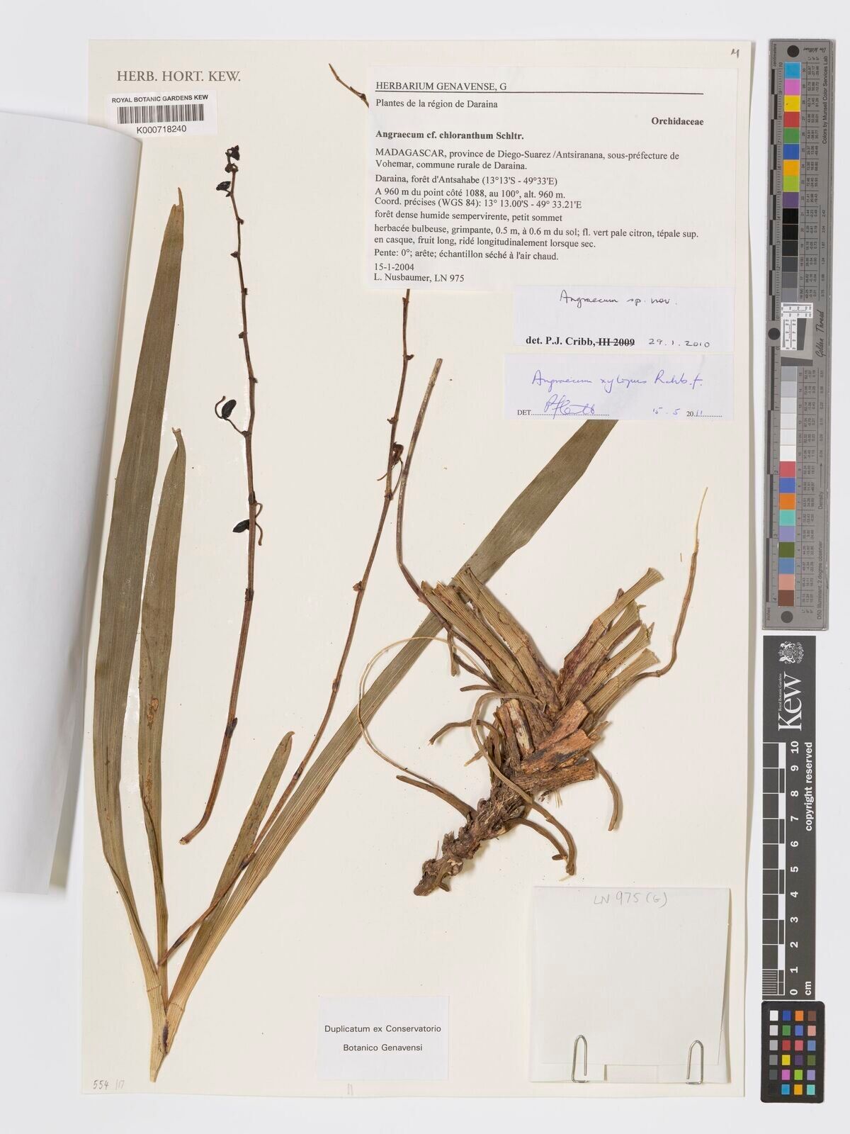 Angraecum xylopus — houseplant care guide