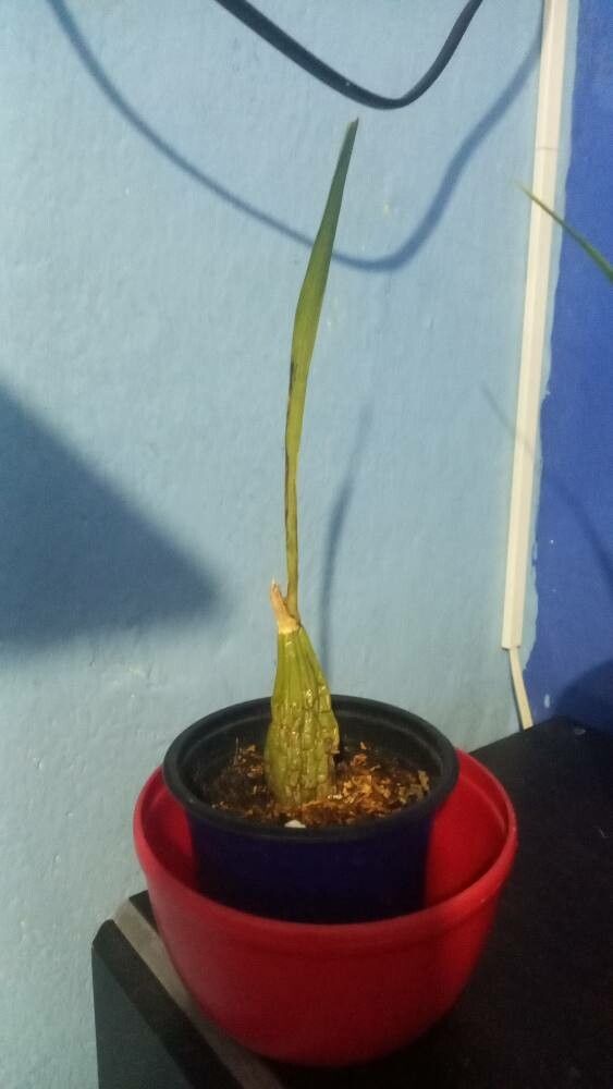 Maxillaria egertoniana other