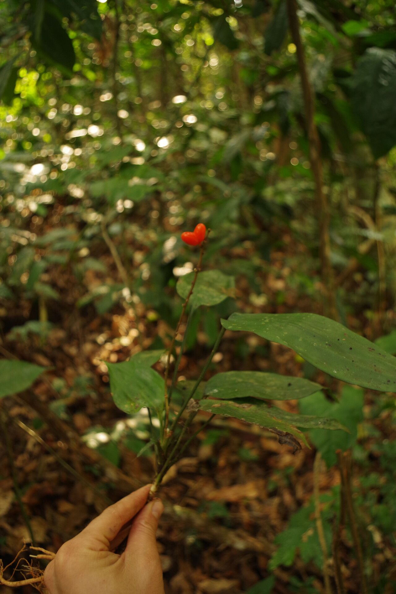 Dracaena tholloniana habit