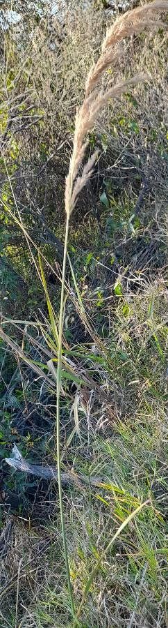 Calamagrostis viridiflavescens habit