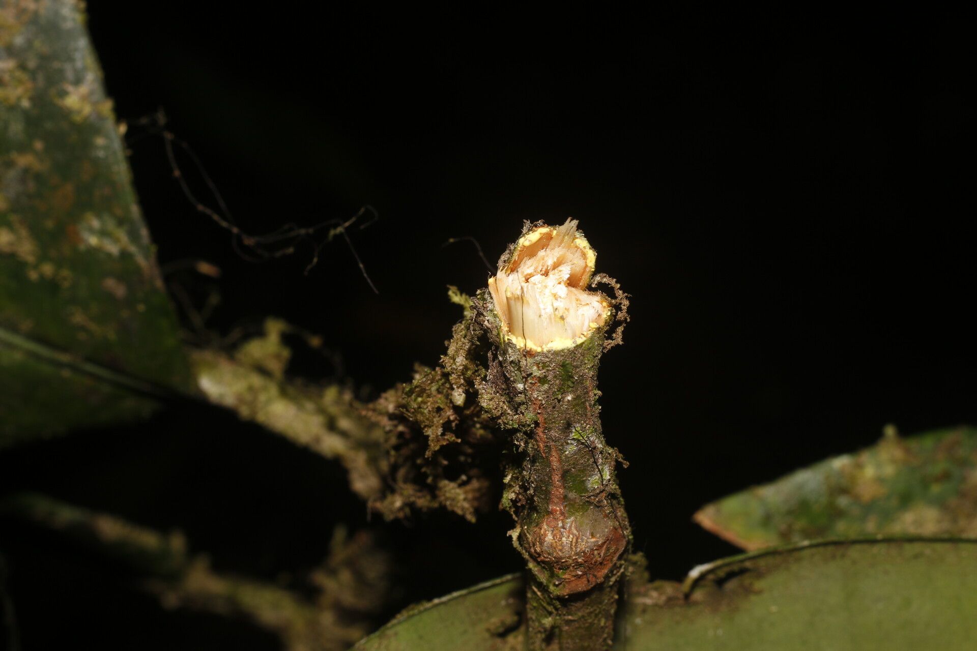 Garcinia magnifolia fruit