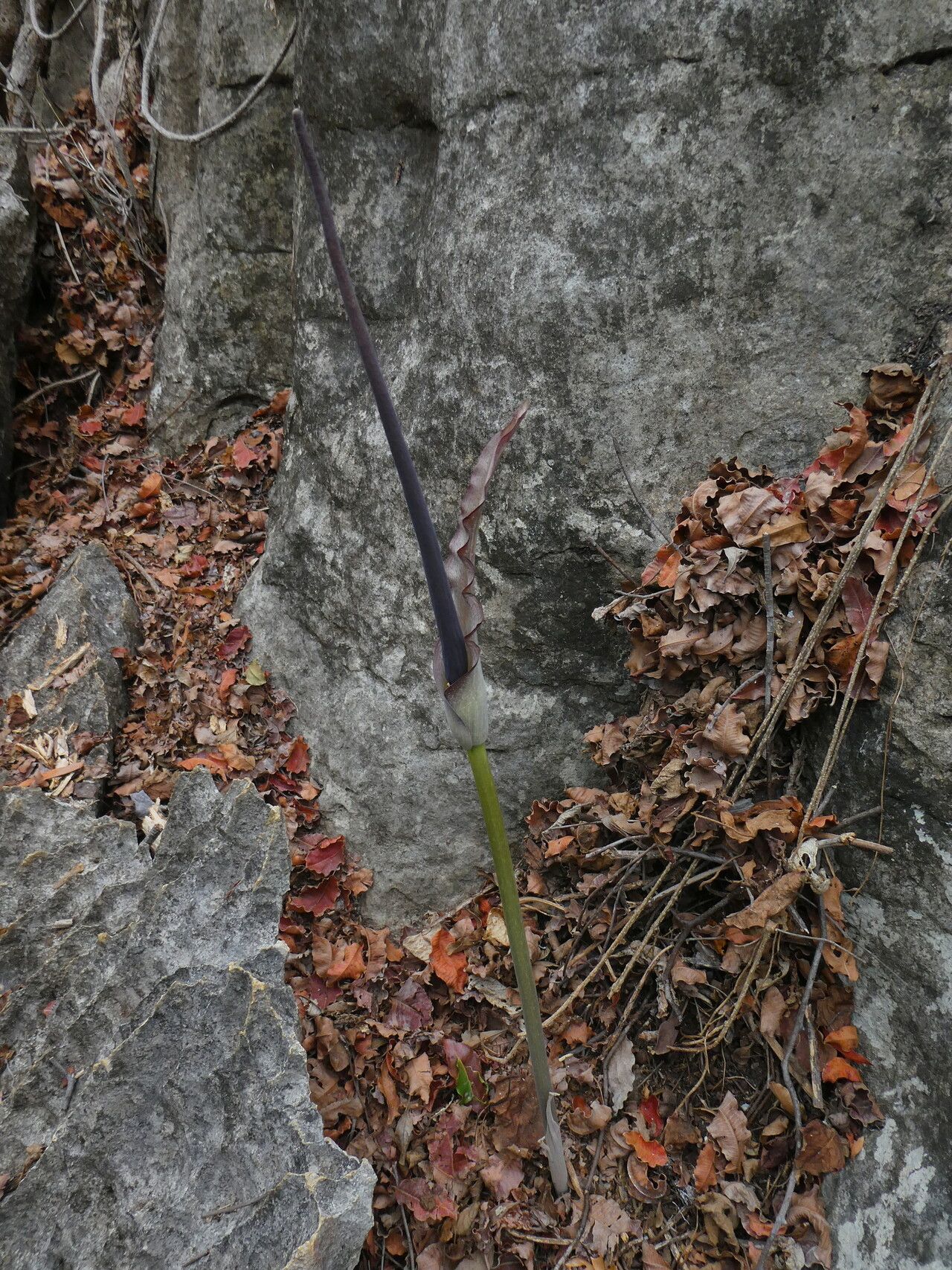 Amorphophallus andranogidroensis habit