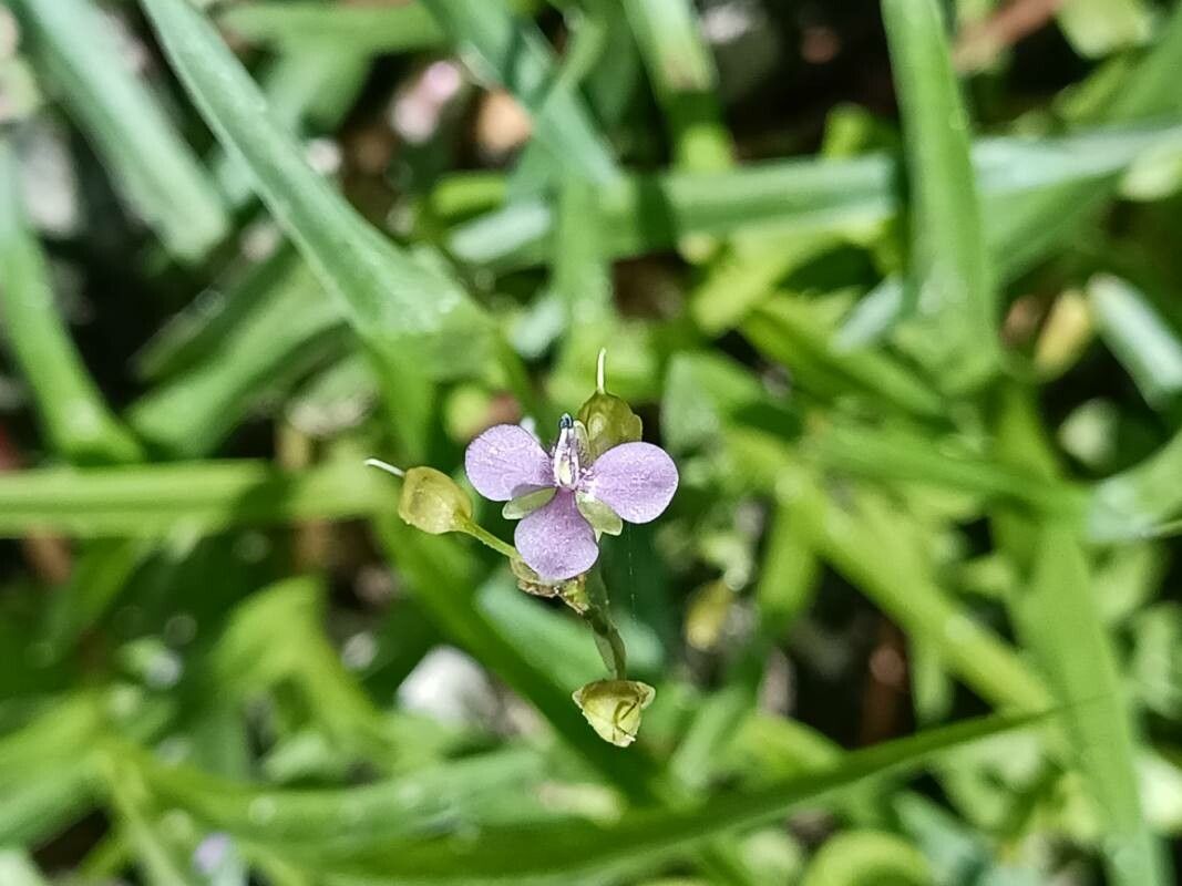 Murdannia nudiflora fruit