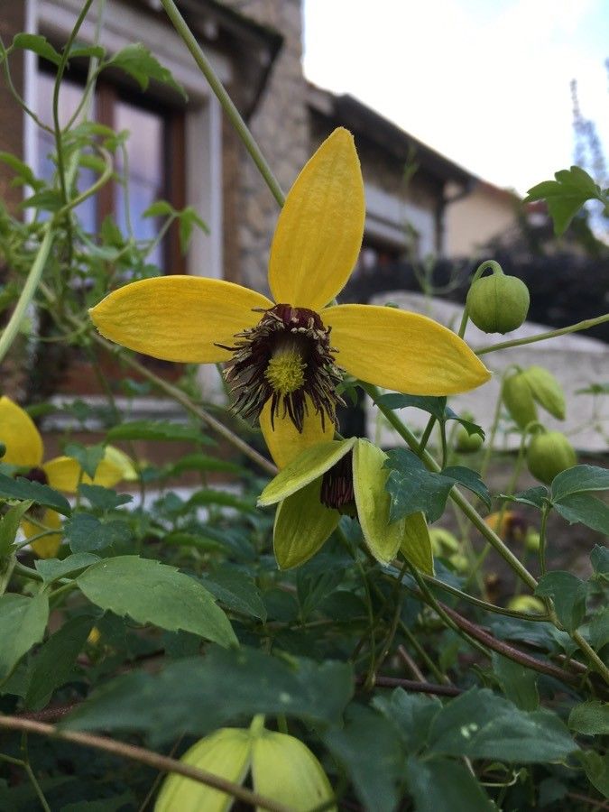 Clematis tangutica flower