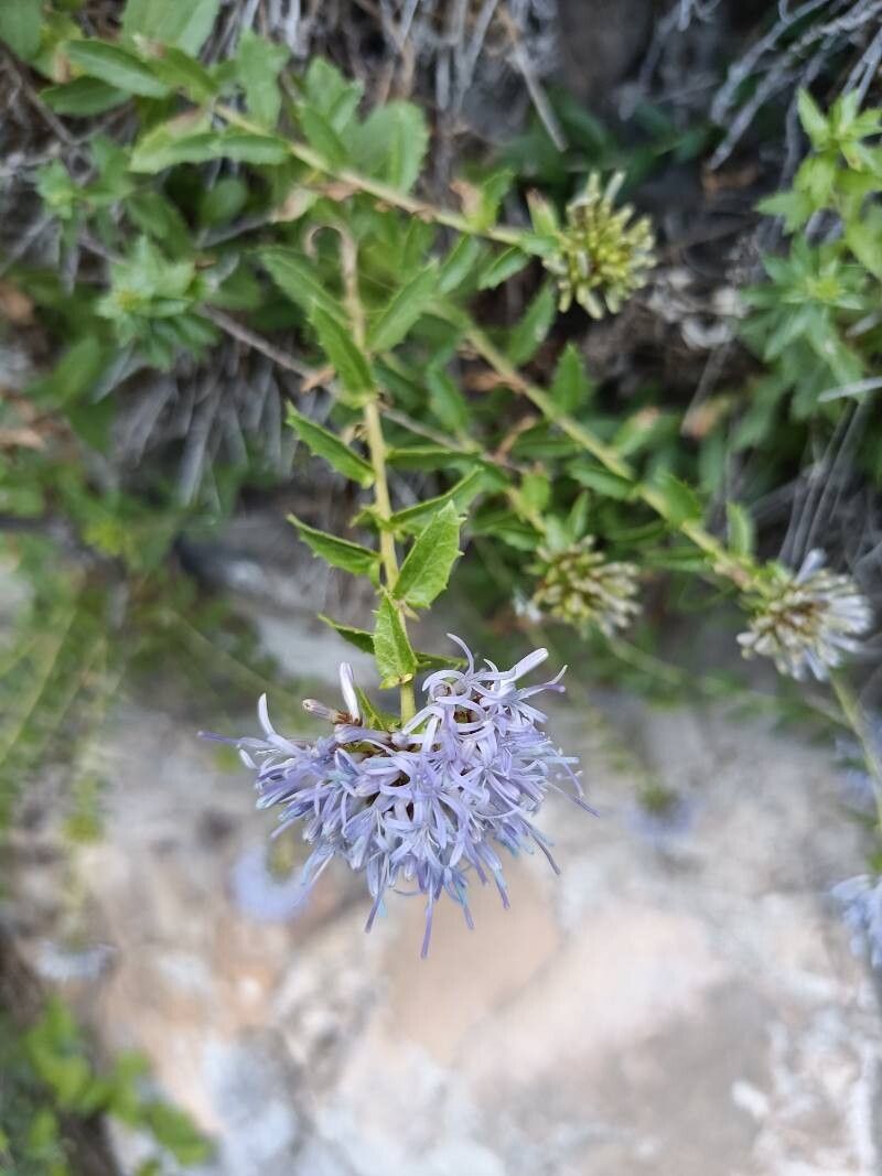 Campanula rumeliana flower