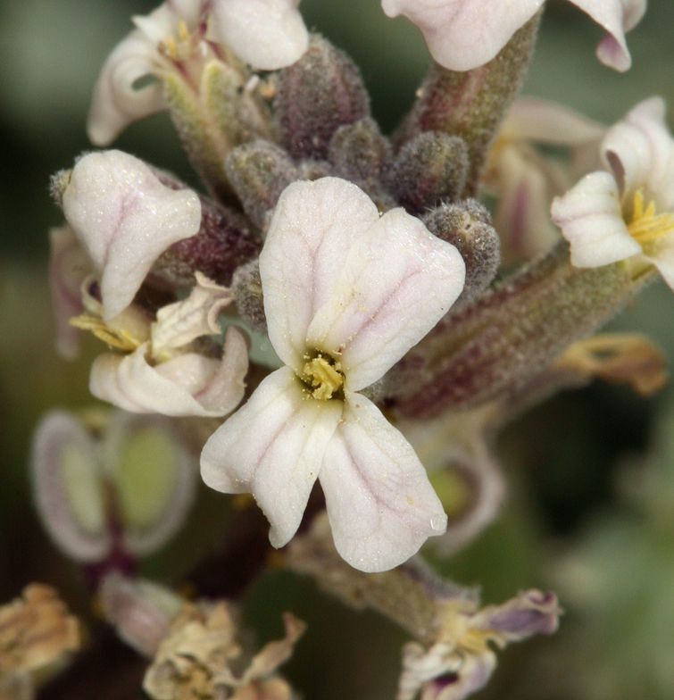 Dithyrea californica flower