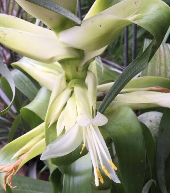 Tillandsia tillii flower