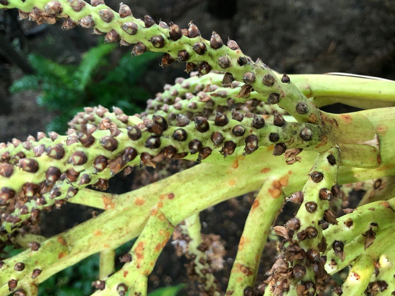 Rhopalostylis sapida fruit