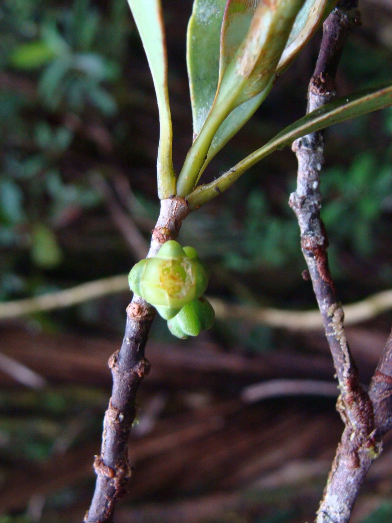 Garcinia urceolata — houseplant care guide