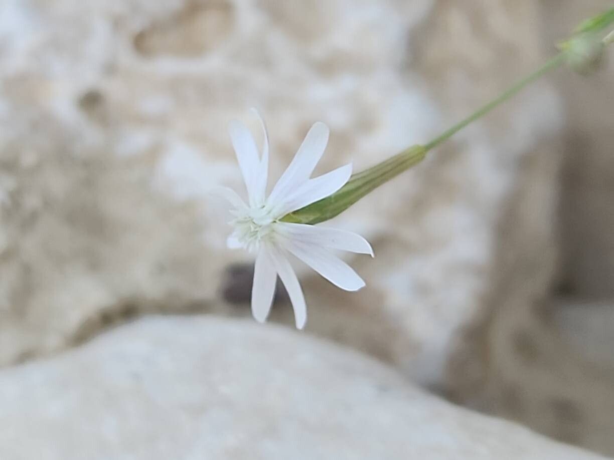 Silene chaetodonta flower
