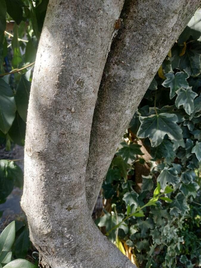 Pittosporum truncatum bark