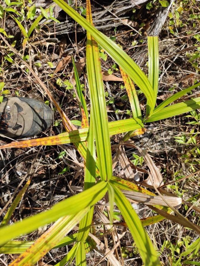 Scleria gaertneri — houseplant care guide