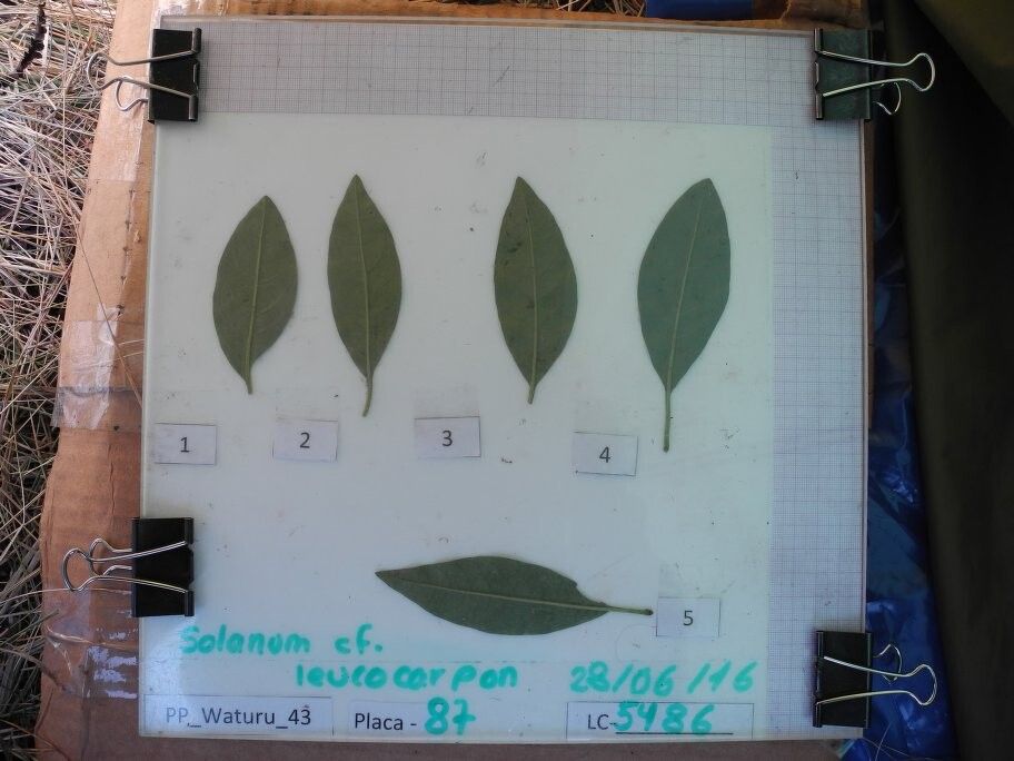 Solanum clandestinum — houseplant care guide