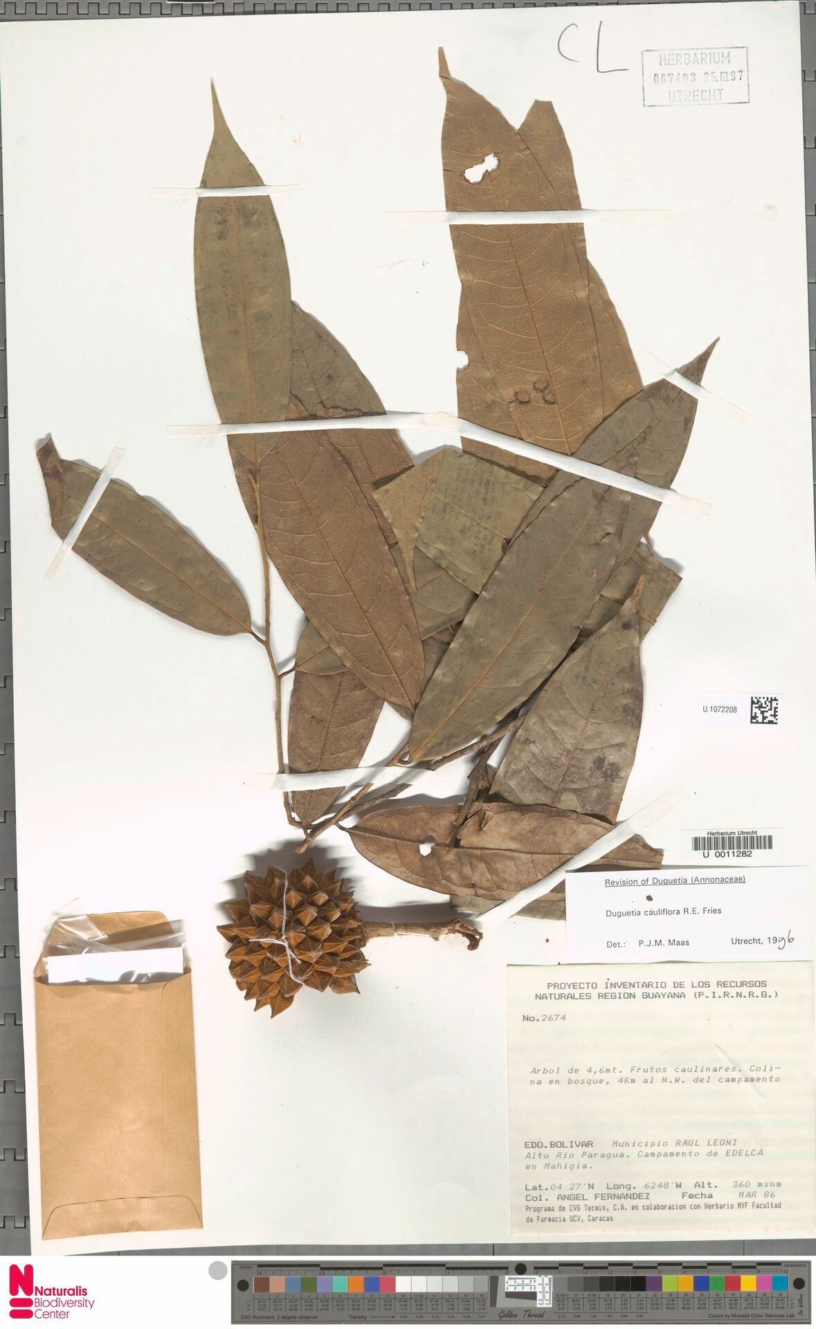 Duguetia cauliflora fruit