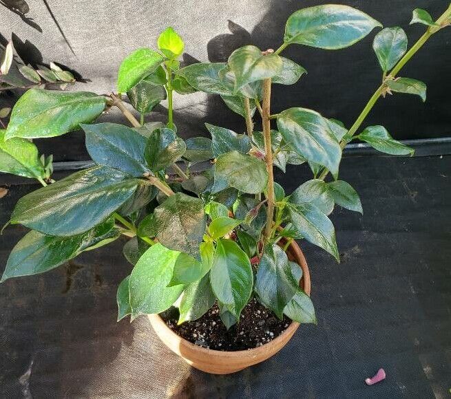 Nematanthus maculatus habit