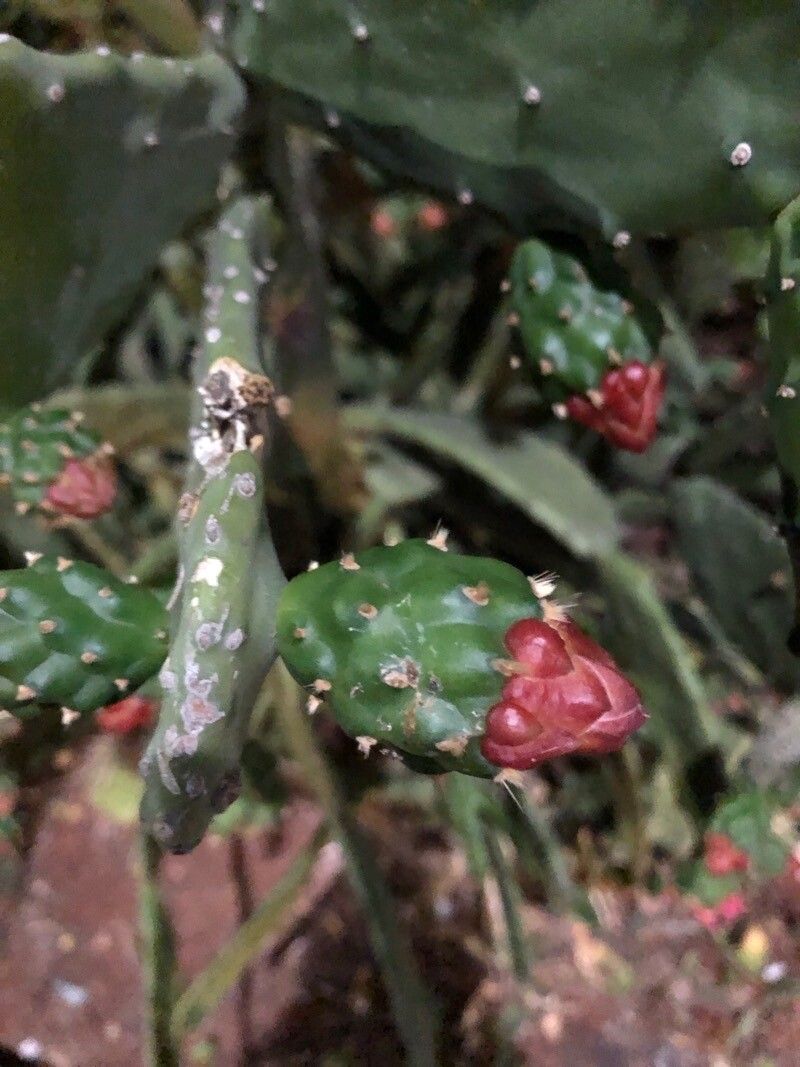 Nopalea cochenillifera fruit