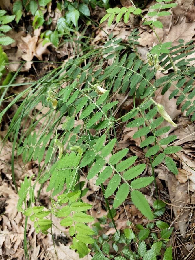 Cicer montbretii leaf
