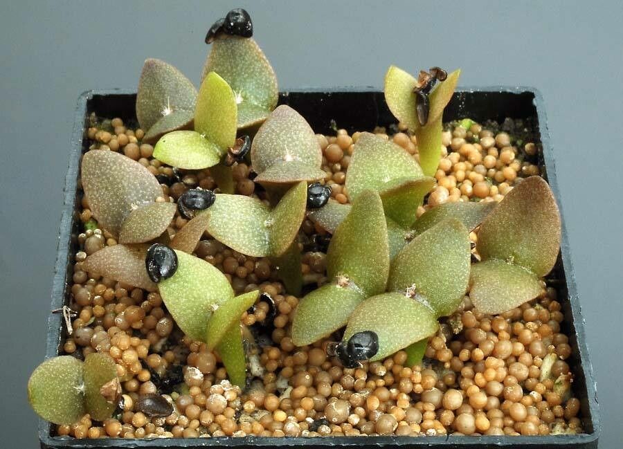 Acanthocereus cuixmalensis