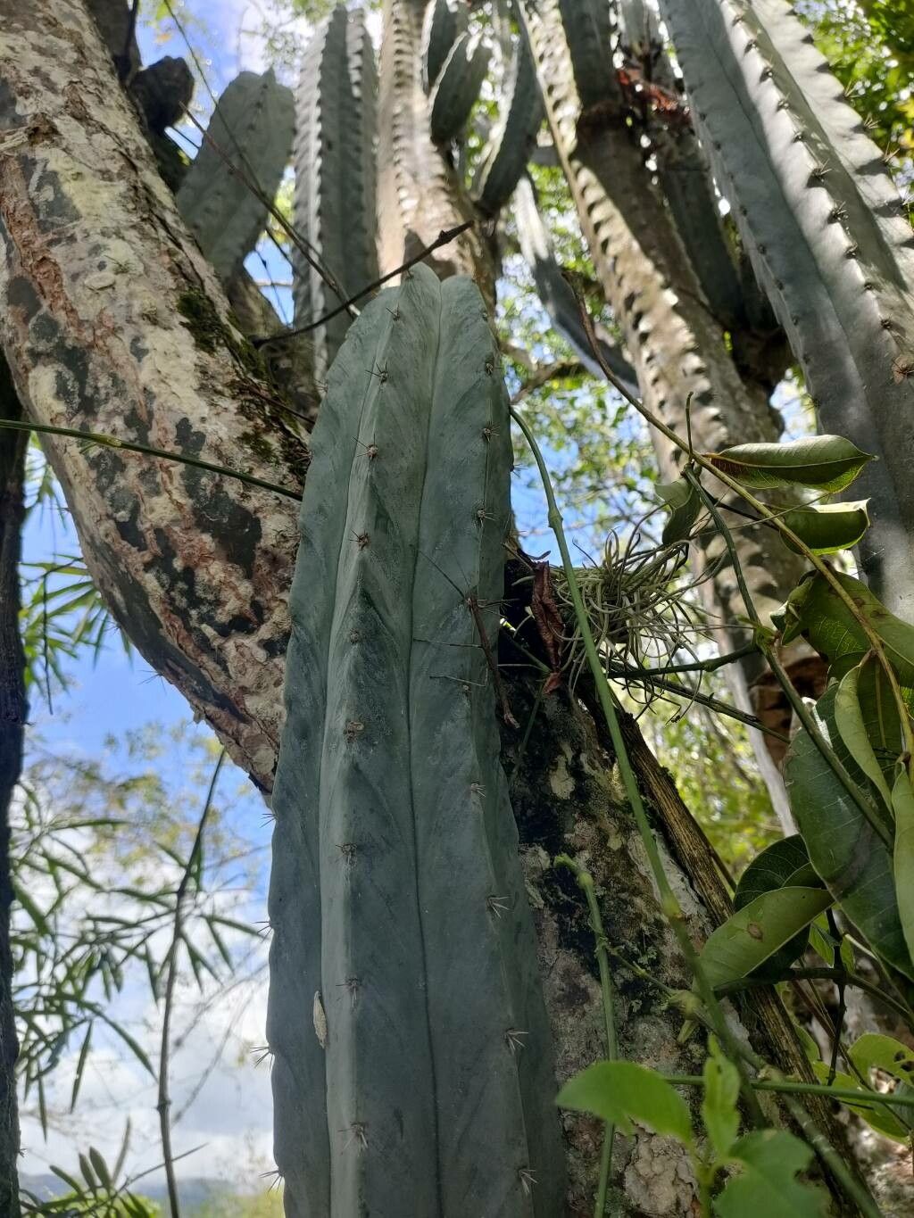 Stenocereus griseus leaf