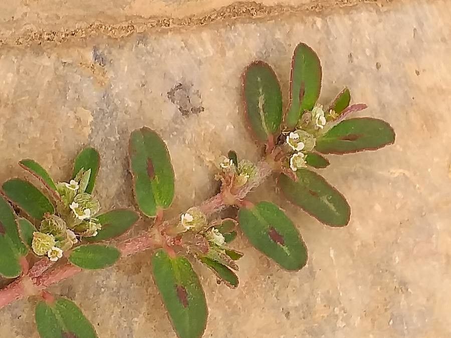 Euphorbia maculata flower
