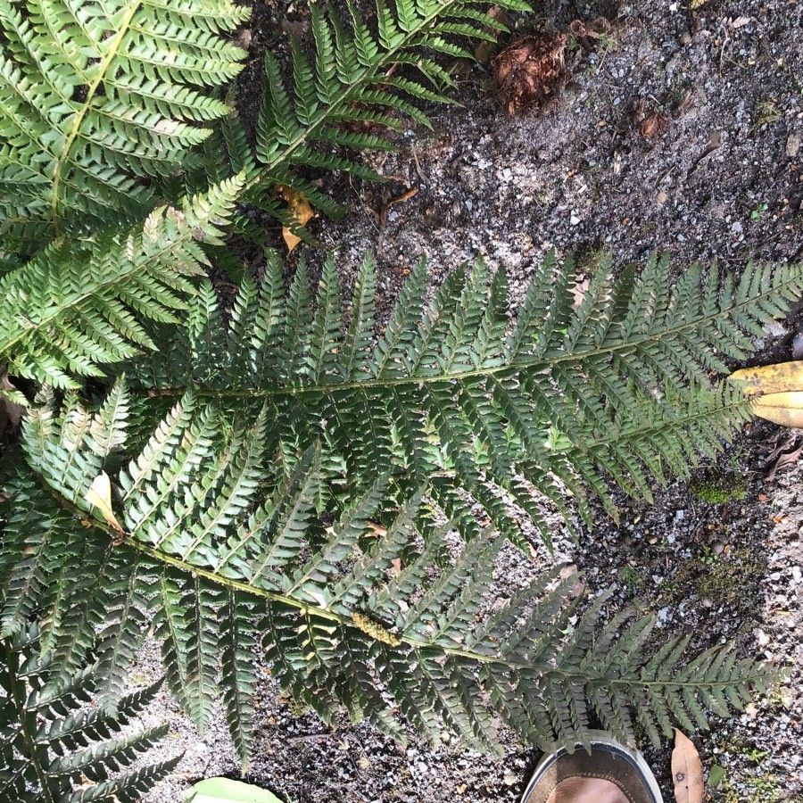 Dryopteris wallichiana — search result for 'Bhutan'