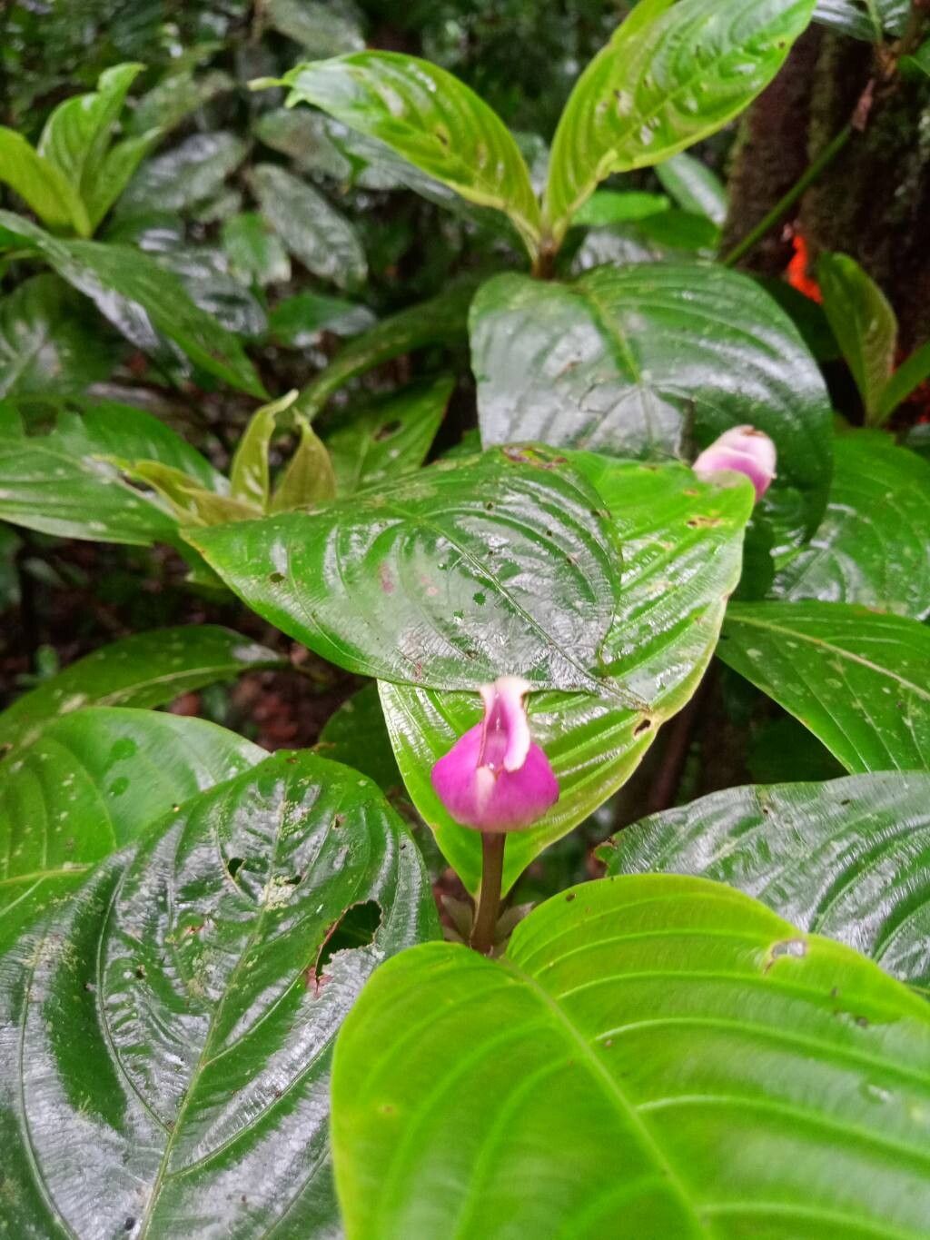Palicourea urceolata flower