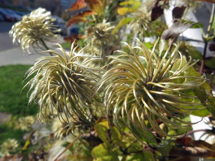 Clematis tangutica fruit