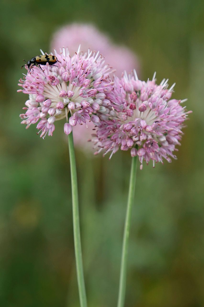 Allium lineare flower