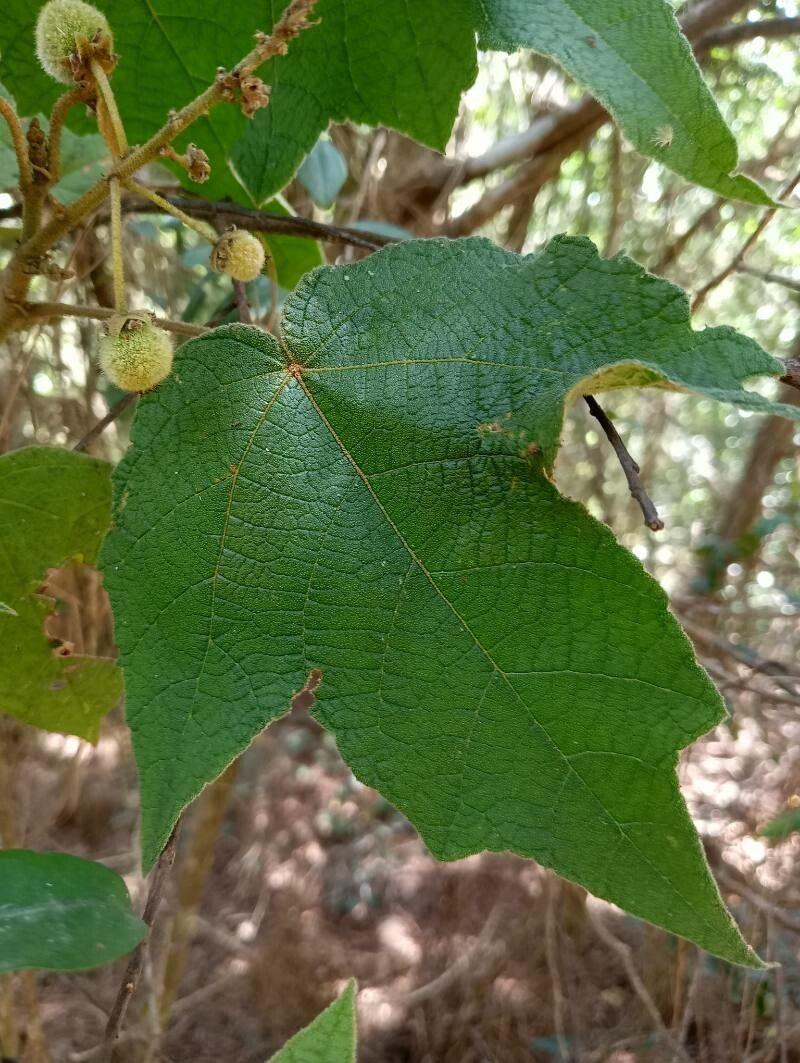 Croton goudotii leaf