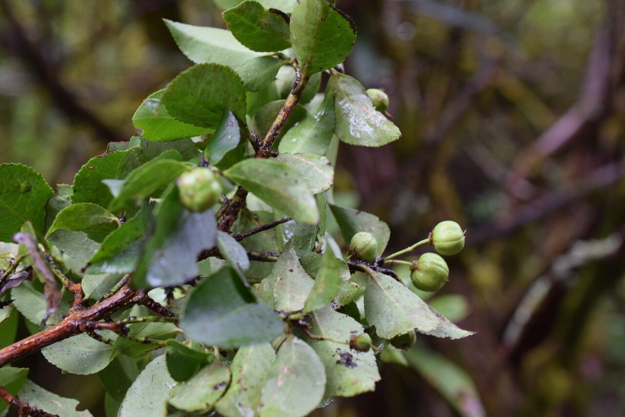Euonymus tingens habit