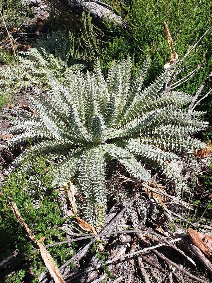 Carduus millefolius — search result for 'Carduus'