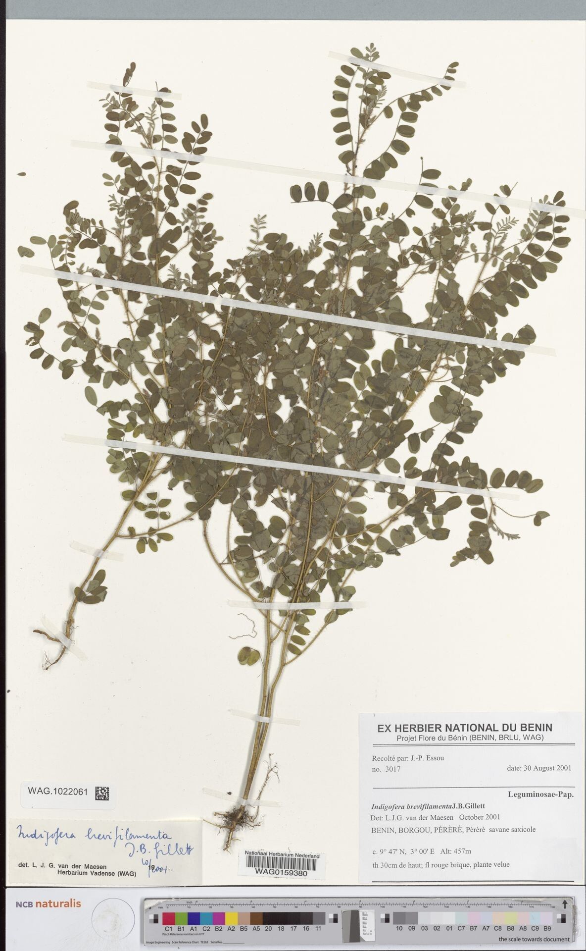 Indigofera brevifilamenta — search result for 'Indigofera'