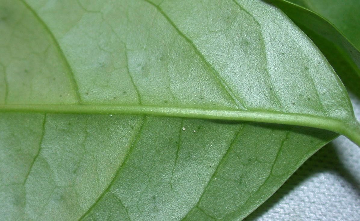Anemopaegma chrysoleucum leaf
