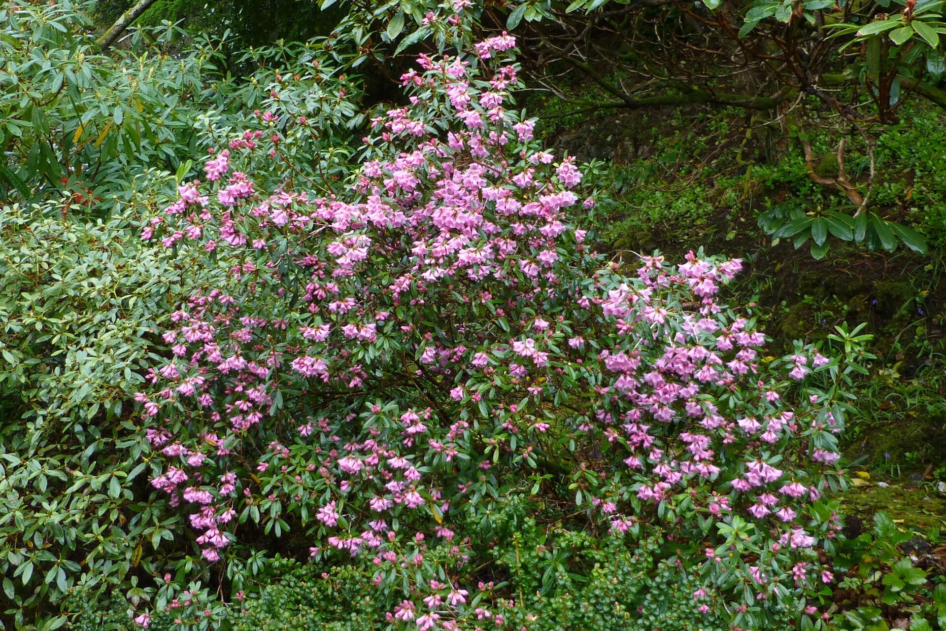 Rhododendron tephropeplum habit