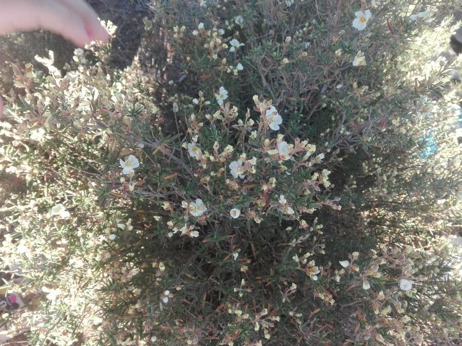 Cistus libanotis flower