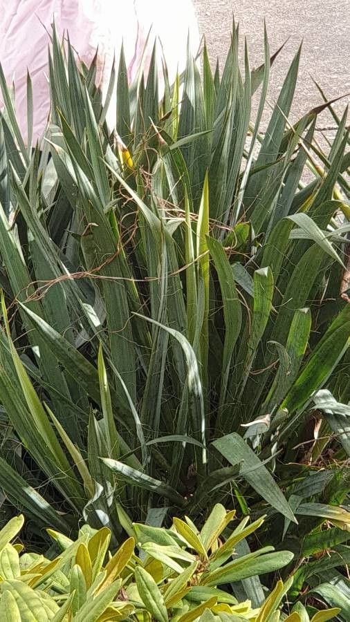 Calamagrostis pseudophragmites leaf