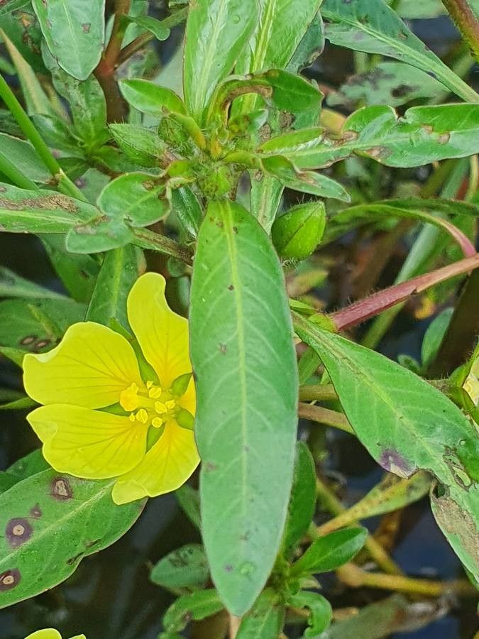 Ludwigia adscendens leaf