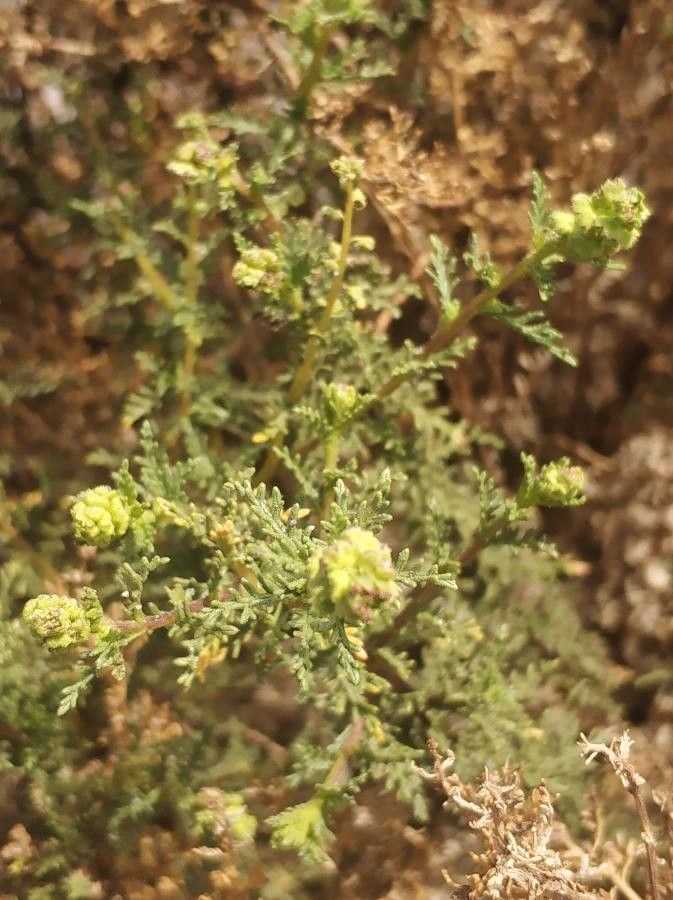 Ambrosia artemisioides
