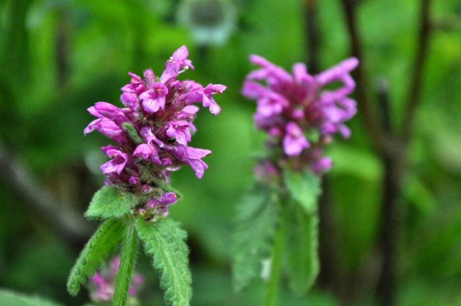 Betonica hirsuta flower