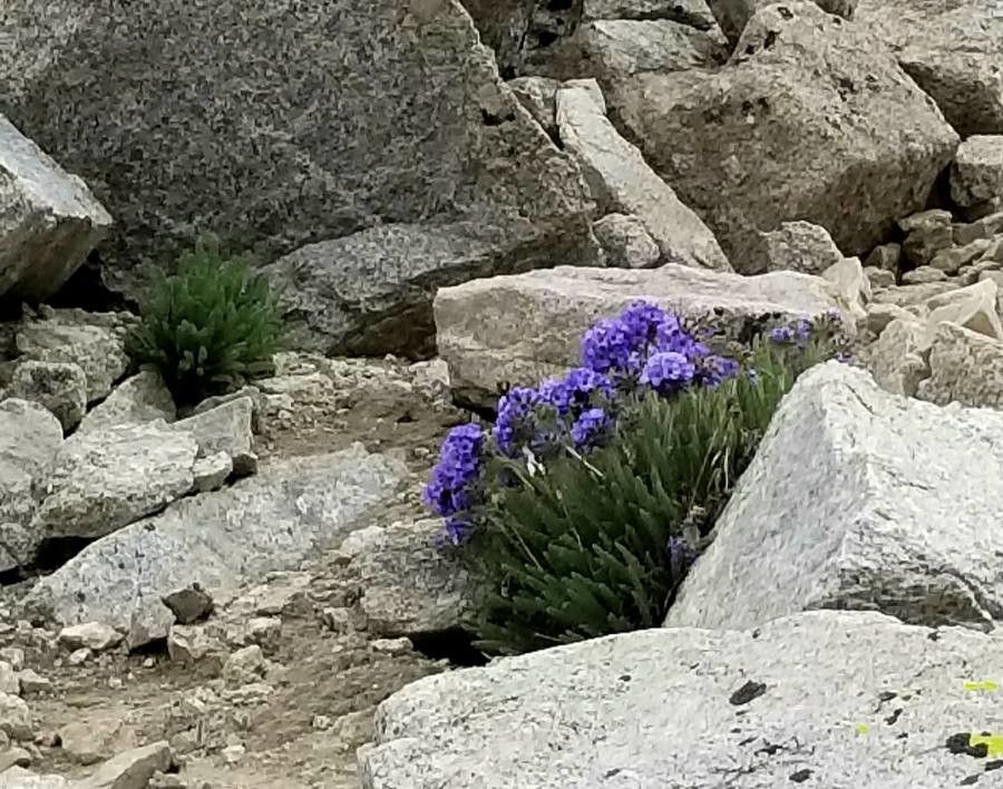 Polemonium eximium — search result for 'Polemoniaceae'