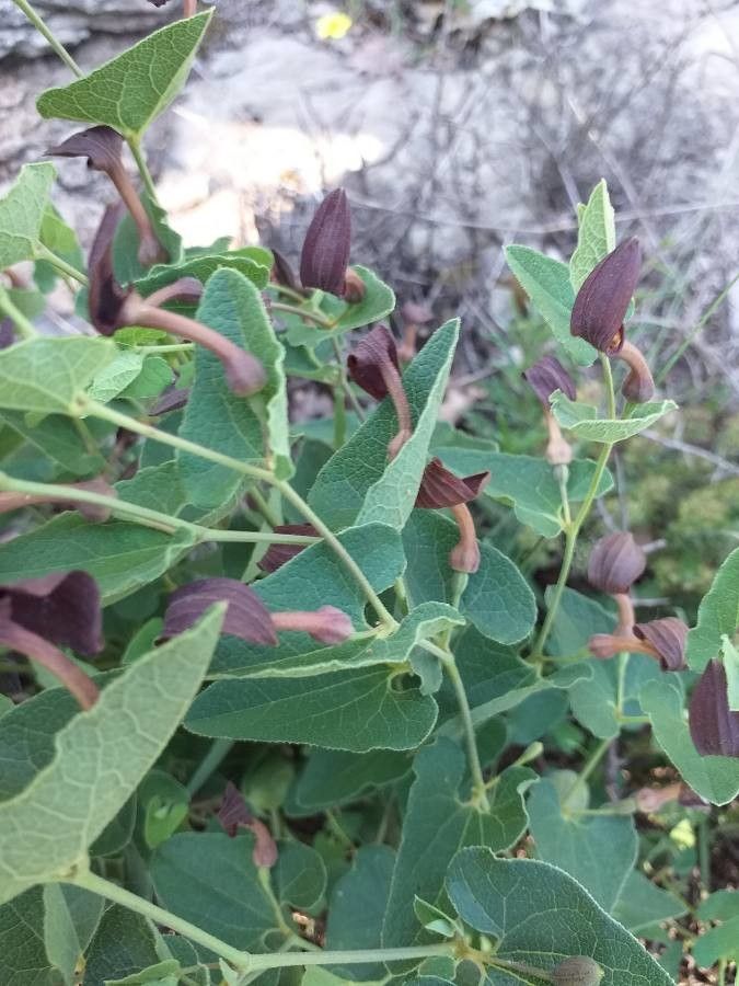 Aristolochia pistolochia flower