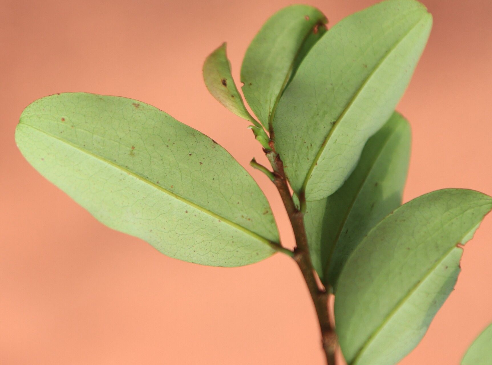Erythroxylum mannii — houseplant care guide